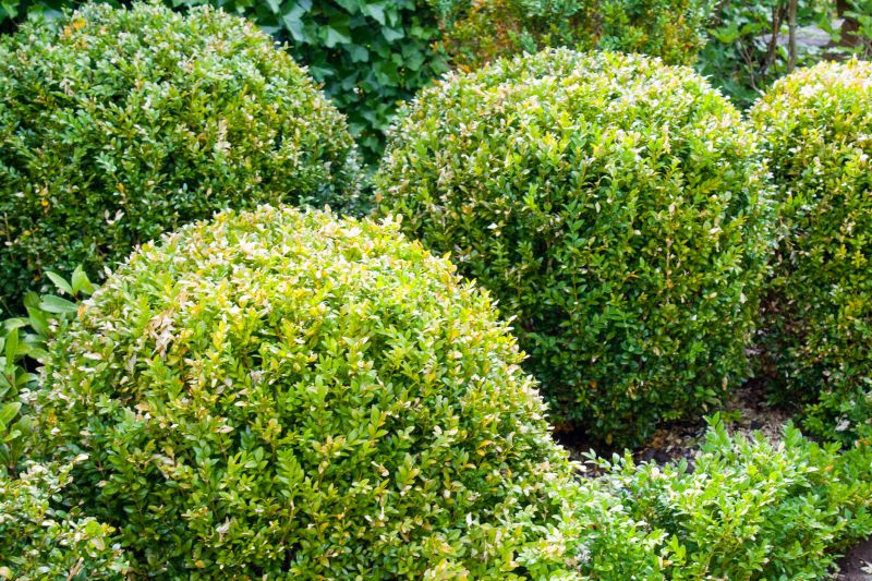 Healthy, Trimmed Shrubs