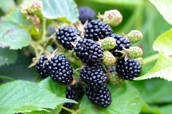 Blackberry Bush Removal in Boulder