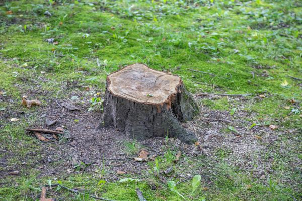 Bush Stump Removal in Boulder