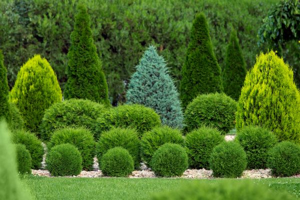 Cost of Bush Trimming Service in Boulder