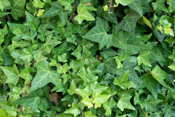 Cost of English Ivy Removal in Boulder