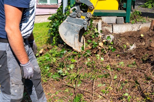 Hedge Removal Service in Boulder