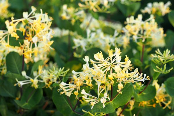Cost of Honeysuckle Removal in Boulder