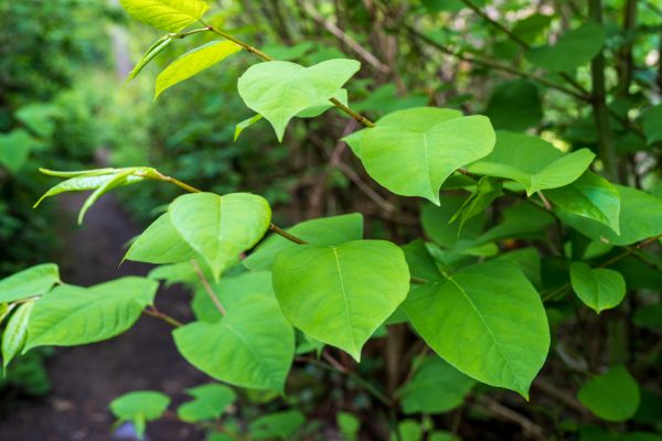 Cost of Invasive Plant Removal in Boulder