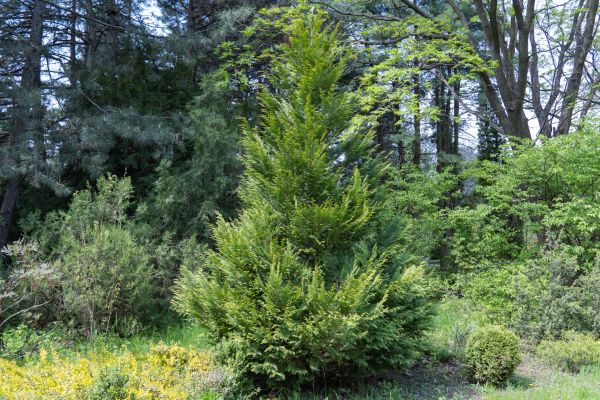 Cost of Juniper Pruning in Boulder