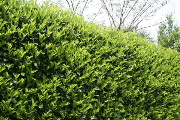 Cost of Laurel Removal in Boulder