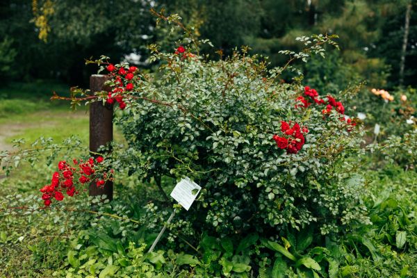Cost of Rose Bush Removal in Boulder