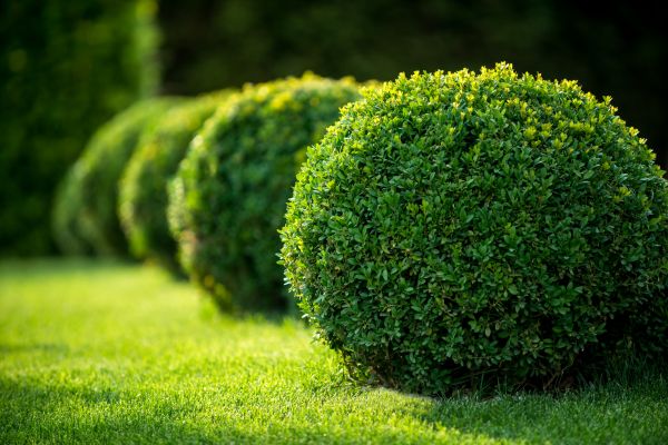 Cost of Shrub Cutting in Boulder
