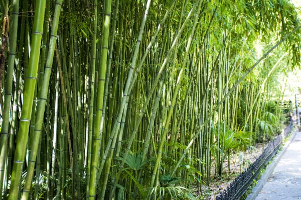 Cost of Bamboo Root Removal in Boulder