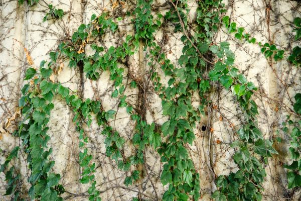 Cost of Vine Removal Service in Boulder
