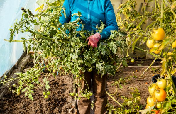 Cost of Garden Plant Removal in Boulder