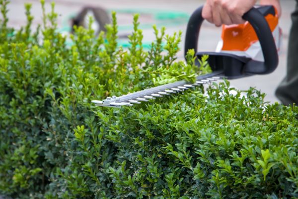 Hedge Shearing in Boulder