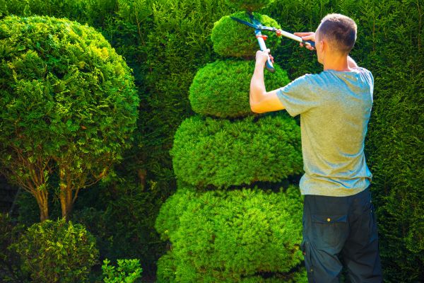 Cost of Topiary Shaping in Boulder