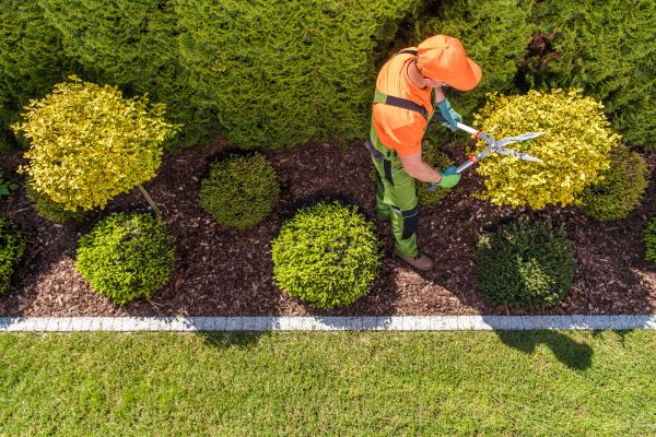 Cost of Topiary Trimming in Boulder