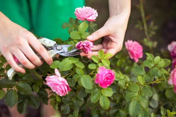 Cost of Rose Shearing in Boulder