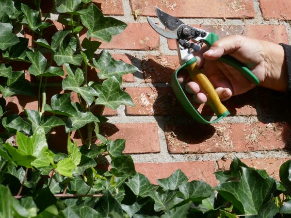 Cost of Ivy Removal Service in Boulder