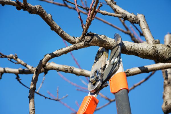 Cost of Selective Pruning in Boulder