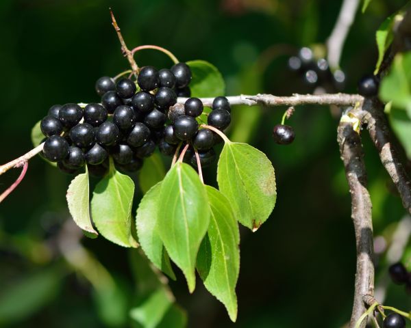 Cost of Buckthorn Removal in Boulder