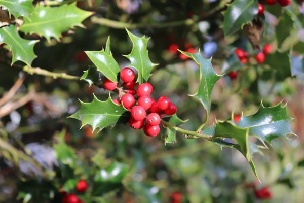 Cost of Holly Tree Trimming in Boulder
