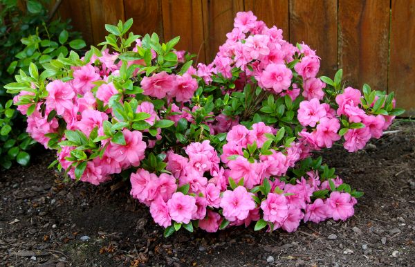Cost of Azaleas Removal in Boulder