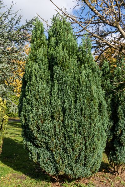 Cost of Juniper Trimming in Boulder