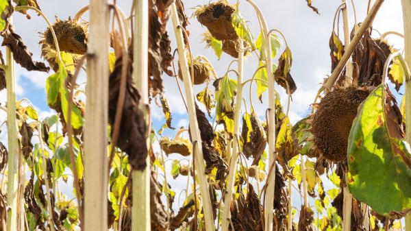 Cost of Dead Plant Removal in Boulder