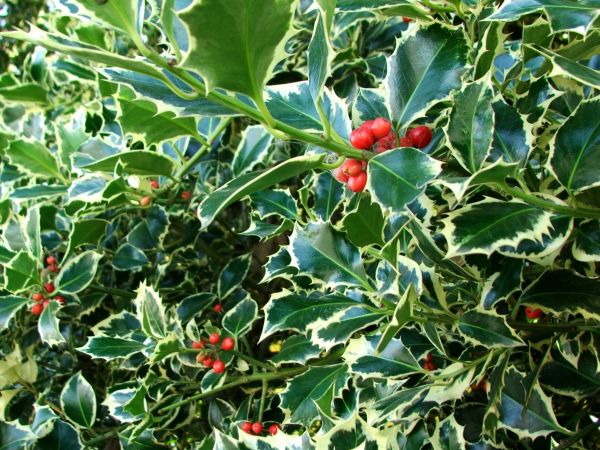 Cost of Holly Bushes Trimming in Boulder