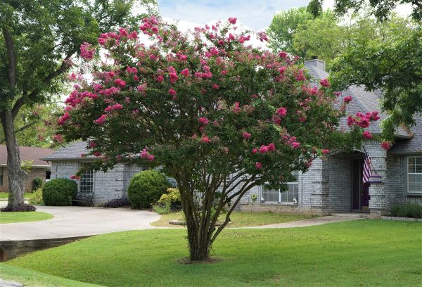 Crepe Myrtle Trimming in Boulder