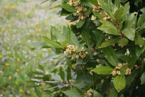 Cost of Laurel Trimming in Boulder