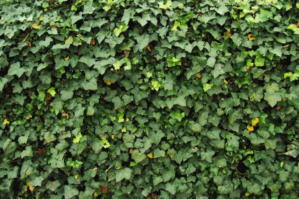 Cost of Ivy Pruning service in Boulder