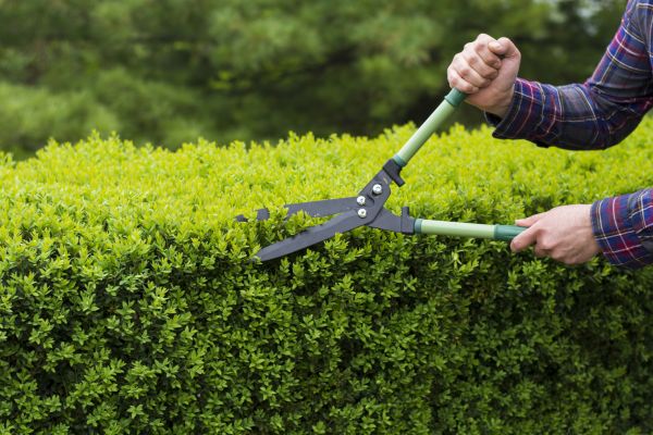 Cost of Evergreen Shrub Pruning in Boulder