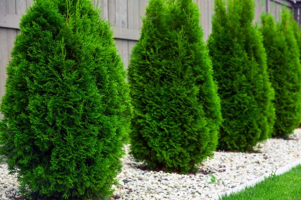 Cost of Arborvitae Shaping in Boulder