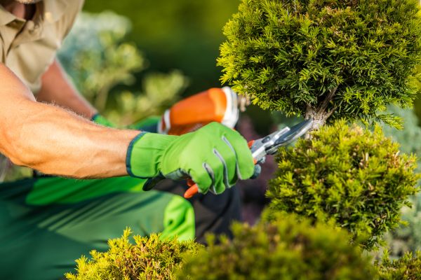 Cost of Landscape Pruning Service in Boulder