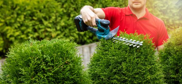 Cost of Hedge Shaping Service in Boulder