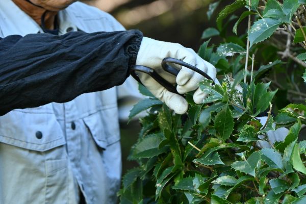 Holly Pruning in Boulder