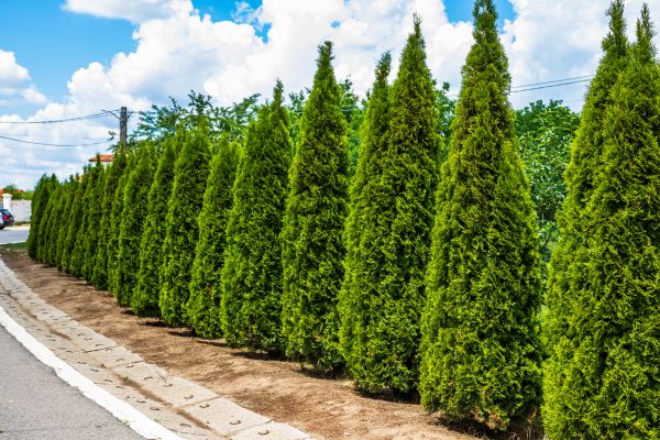 Cost of Arborvitae Shearing in Boulder