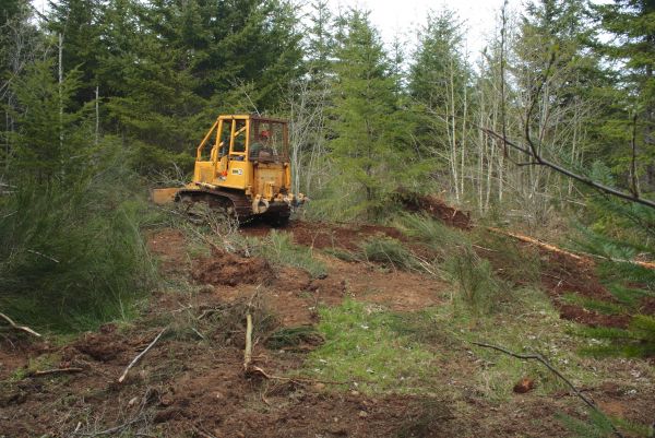 Cost of Shrubbery Clearing in Boulder