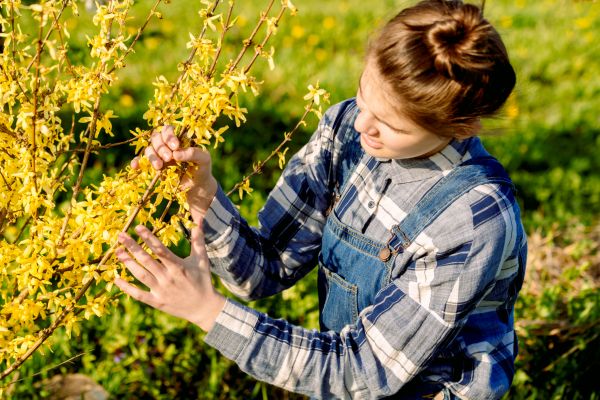 Cost of Forsythia Trimming in Boulder