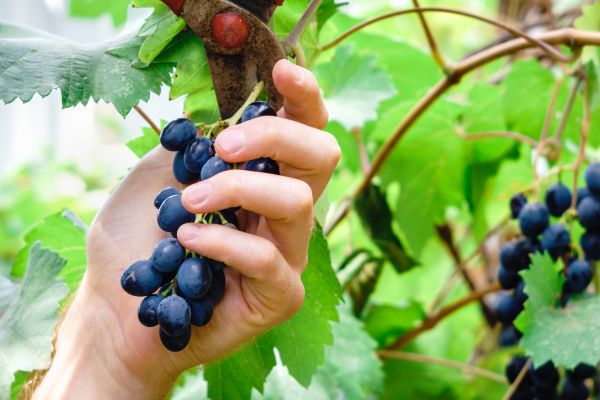 Cost of Vineyard Pruning in Boulder