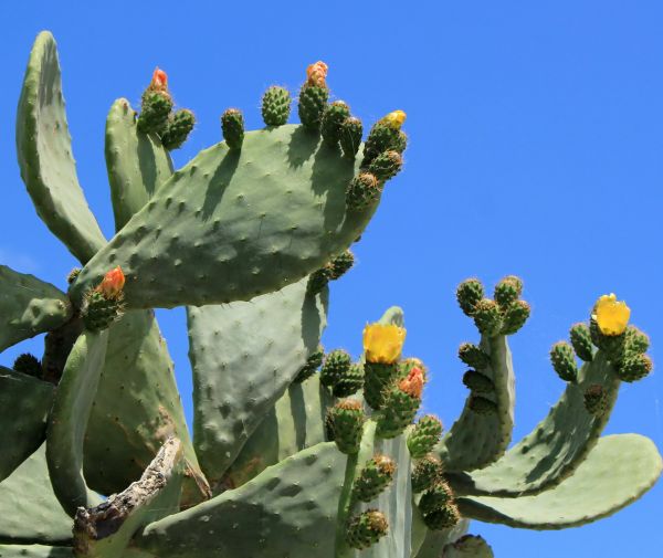 Cost of Cactus Removal in Boulder