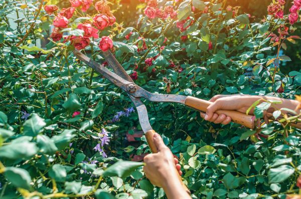 Knockout Roses Pruning in Boulder