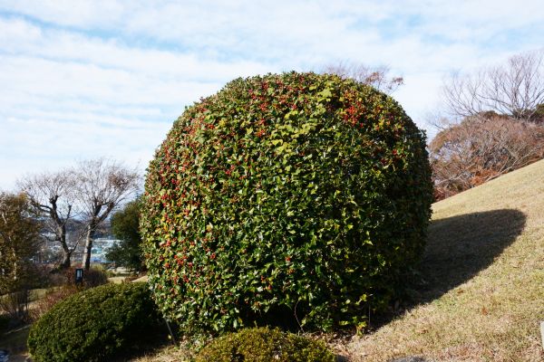 Cost of Holly Shrub Pruning in Boulder