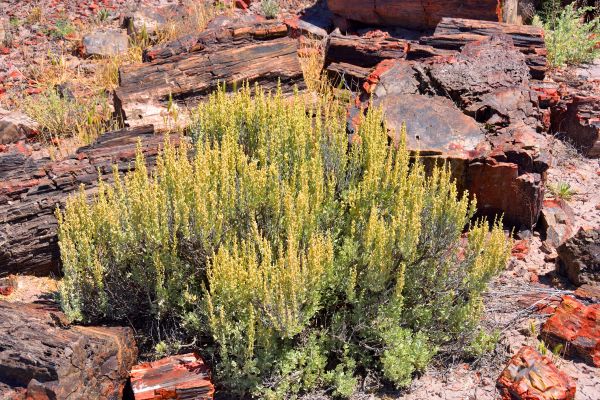 Cost of Sagebrush Removal in Boulder