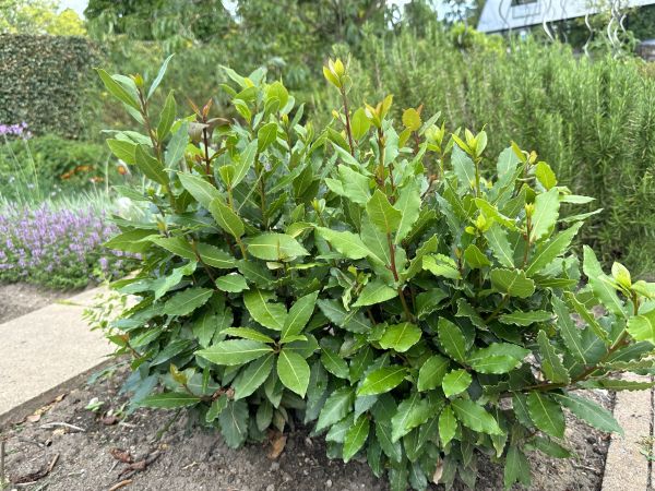 Cost of Laurel Hedge Trimming in Boulder