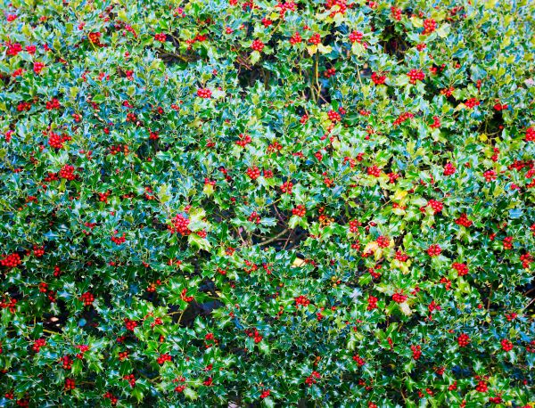 Cost of Holly Bush Removal in Boulder