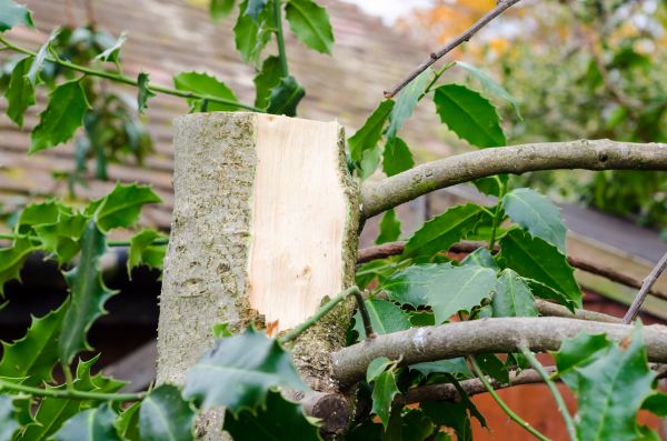 Cost of Holly Tree Removal in Boulder
