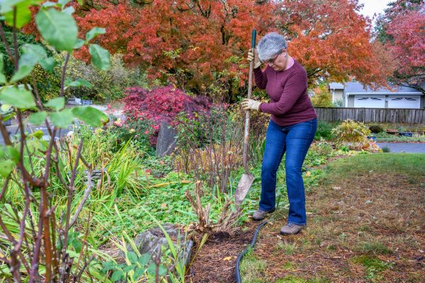 Cost of Dead Bush Removal in Boulder