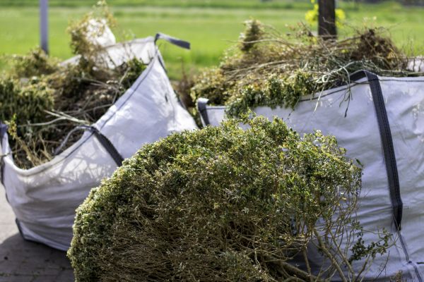 Cost of Dead Shrub Removal in Boulder
