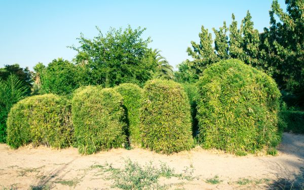 Cost of Bamboo Hedge Removal in Boulder