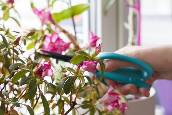 Azalea Pruning in Boulder